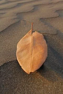 Dry leaf in the sand at seashore Stock Photos