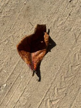 Dry Leaf on the Sandy Ground Stock Photos