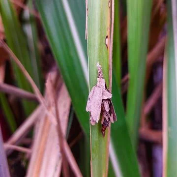 Dry leaf-shaped insect hiding on fresh leaf Stock Photos