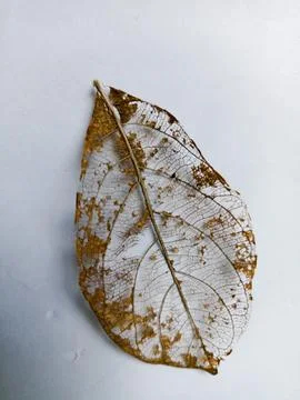 Dry leaf skeleton on white background Foto stock