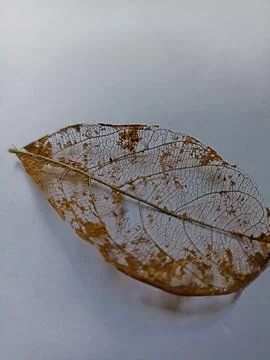 Dry leaf skeleton on white background Foto stock