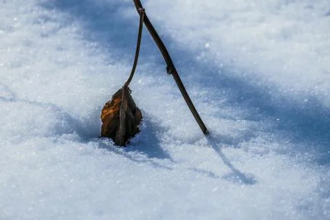 Dry leaf in the snow Stock Photos