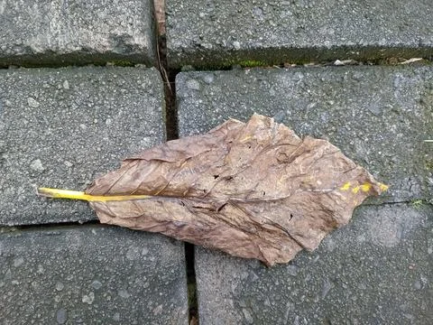 Dry Leaf on Stone Pavement 스톡 사진