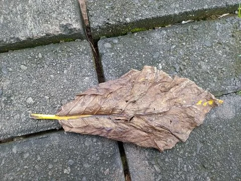 Dry Leaf on Stone Pavement 스톡 사진