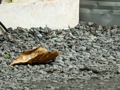 Dry Leaf on a Stone Yard Stock Photos