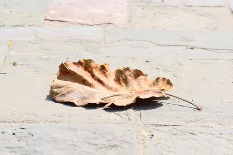 Dry leaf on stony path. Stock Photos