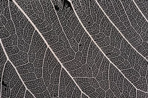 Dry leaf structure Stock Photos