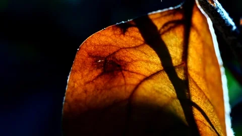 Dry leaf in the sun Stock Footage 91784771