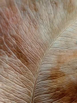 Dry leaf surface texture Stock Photos