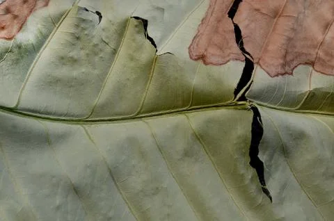 Dry leaf surface texture Stock Photos