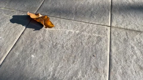 Dry leaf swaying in the wind Stock Footage 293326278