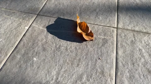 Dry leaf swaying in the wind Stock Footage 293327014