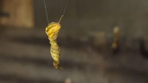 Dry leaf swinging in the wind. Stock Footage 79775771