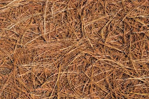 Dry leaf tea background Stock Photos