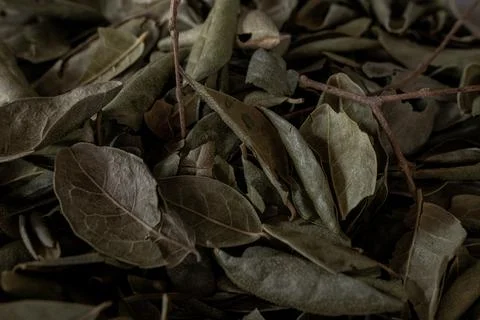 Dry leaf tea background Stock Photos