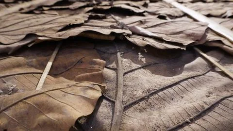 Dry leaf texture background Stock Photos