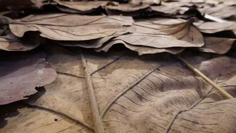 Dry leaf texture background Stock Photos