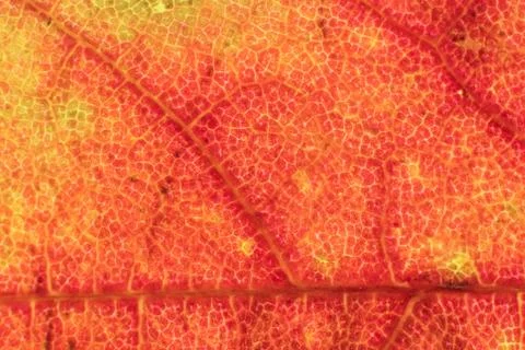 Dry Leaf Texture. Macro Closeup. Natural Organic Background. Floral Pattern. Stock Photos