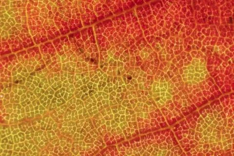 Dry Leaf Texture. Macro Closeup. Natural Organic Background. Transparent Flor Stock Photos