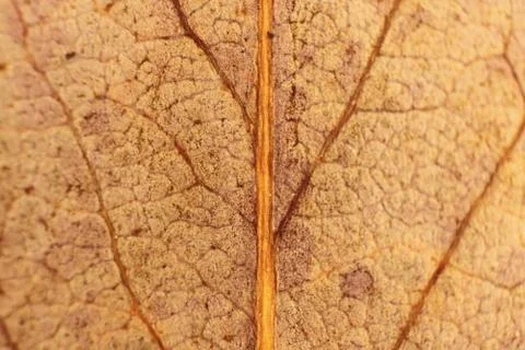 Dry Leaf Texture. Macro Closeup. Natural Organic Background. Transparent Flor Stock Photos
