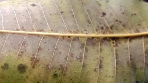 Dry leaf texture of mango leaves Stock-Fotos