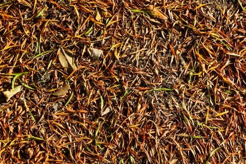 Dry leaf texture Foto stock