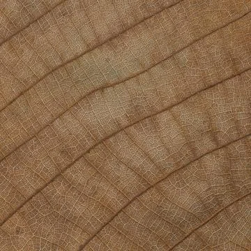 Dry leaf texture Stock Photos