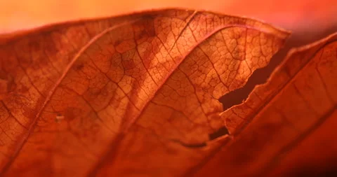 Dry Leaf Texture at studio shot Stock Footage 311687982