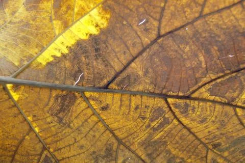 Dry leaf on textured paper Stock Photos