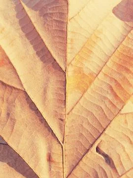 Dry leaf on textured paper Stock Photos