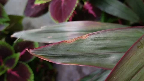 Dry leaf tips on plants Stock Footage 296865225
