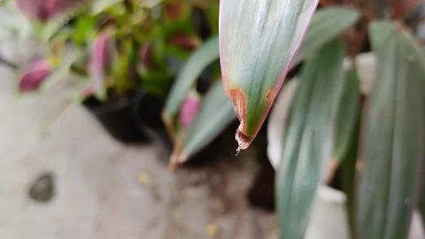 Dry leaf tips on plants 動画素材 296865294