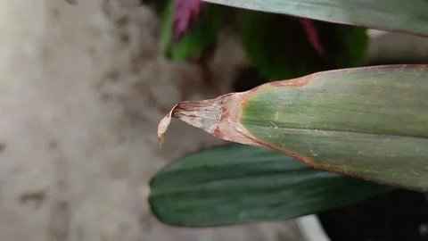 Dry leaf tips on plants 動画素材 296865435