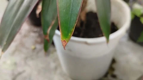 Dry leaf tips on plants 動画素材 296865436