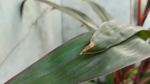 Dry leaf tips on plants Видео 301419331