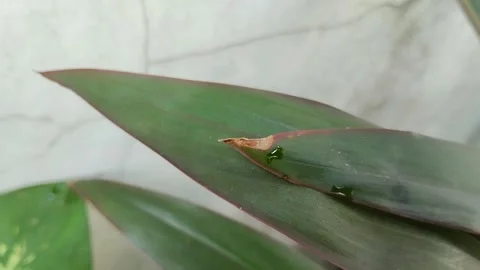 Dry leaf tips on plants Видео 301419342