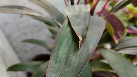 Dry leaf tips on plants Видео 301419343