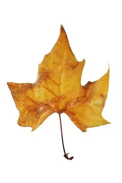 Dry leaf tree in autumn Stock Photos