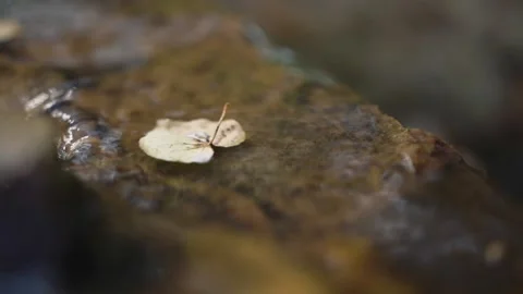Dry leaf with a tree floats on the stream of spring water in the forest Stock Footage 163425299