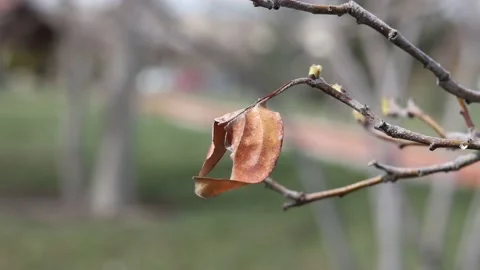 Dry leaf of a tree in the garden swaying in the wind Video stock 175131489