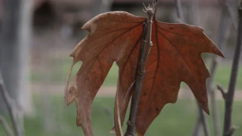 Dry leaf of a tree in the garden swaying in the wind Stock Footage 175149598