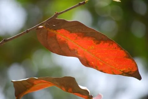 Dry leaf on tree Stock Photos