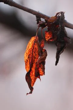 Dry leaf of a tree in the sun Stock Photos