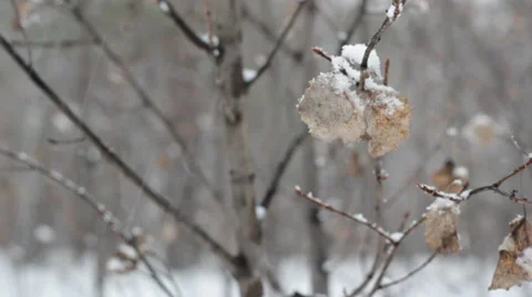 Dry leaf under snowfall Stock Footage 36224070