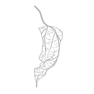 Dry Leaf Vector - Rustic and Minimalist Design Stock Illustration