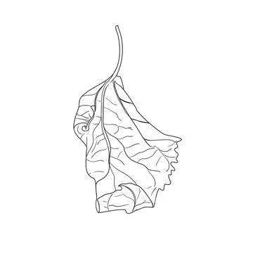 Dry Leaf Vector - Rustic and Minimalist Design Stock Illustration