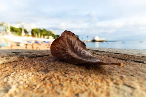 Dry Leaf on a Wall at the Beach Stock Photos