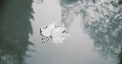 Dry leaf on water, black and white video. depressive autumn mood. Stock Footage