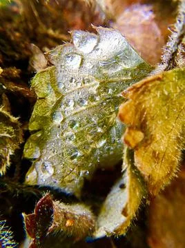 Dry leaf in water drop macro shot Stock Photos