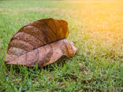 Dry leaf with water drop from raining on green yard Stock Photos